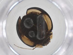  ( - CBG-B16394-G04)  @11 [ ] CreativeCommons - Attribution Share - Alike (2025) Centre for Biodiversity Genomics Centre for Biodiversity Genomics