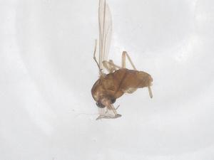  ( - CBG-B16394-G08)  @11 [ ] CreativeCommons - Attribution Share - Alike (2025) Centre for Biodiversity Genomics Centre for Biodiversity Genomics