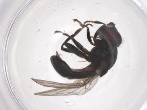  ( - CBG-B16411-H08)  @11 [ ] CreativeCommons - Attribution Share - Alike (2025) Centre for Biodiversity Genomics Centre for Biodiversity Genomics