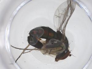  ( - CBG-B16413-F09)  @11 [ ] CreativeCommons - Attribution Share - Alike (2025) Centre for Biodiversity Genomics Centre for Biodiversity Genomics