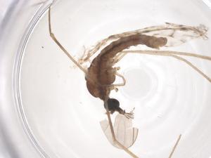  ( - CBG-B16414-H04)  @11 [ ] CreativeCommons - Attribution Share - Alike (2025) Centre for Biodiversity Genomics Centre for Biodiversity Genomics