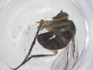  ( - CBG-B16416-F03)  @11 [ ] CreativeCommons - Attribution Share - Alike (2025) Centre for Biodiversity Genomics Centre for Biodiversity Genomics