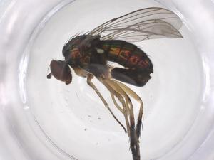  ( - CBG-B16417-C12)  @11 [ ] CreativeCommons - Attribution Share - Alike (2025) Centre for Biodiversity Genomics Centre for Biodiversity Genomics