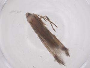  ( - CBG-B16427-B08)  @11 [ ] CreativeCommons - Attribution Share - Alike (2025) Centre for Biodiversity Genomics Centre for Biodiversity Genomics