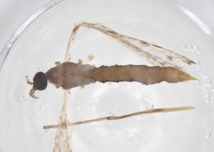  ( - CBG-B16428-B07)  @11 [ ] CreativeCommons - Attribution Share - Alike (2025) Centre for Biodiversity Genomics Centre for Biodiversity Genomics