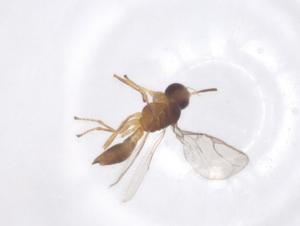  ( - CBG-B16430-H09)  @11 [ ] CreativeCommons - Attribution Share - Alike (2025) Centre for Biodiversity Genomics Centre for Biodiversity Genomics