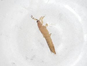  ( - CBG-B16431-A03)  @11 [ ] CreativeCommons - Attribution Share - Alike (2025) Centre for Biodiversity Genomics Centre for Biodiversity Genomics