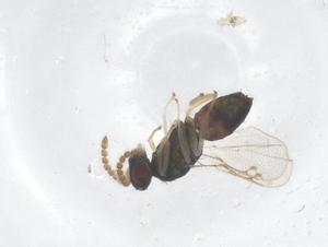  ( - CBG-B16431-D12)  @11 [ ] CreativeCommons - Attribution Share - Alike (2025) Centre for Biodiversity Genomics Centre for Biodiversity Genomics