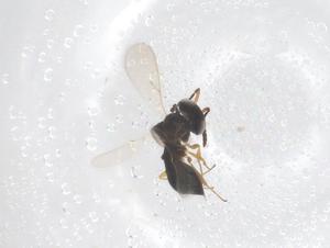  ( - CBG-B16431-F07)  @11 [ ] CreativeCommons - Attribution Share - Alike (2025) Centre for Biodiversity Genomics Centre for Biodiversity Genomics