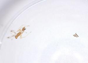  ( - CBG-B16485-D01)  @11 [ ] CreativeCommons - Attribution Share - Alike (2025) Centre for Biodiversity Genomics Centre for Biodiversity Genomics