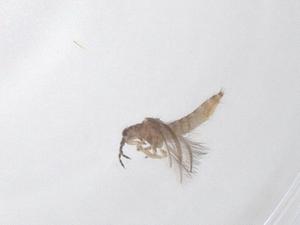  (Bathrips - CBG-B16486-A09)  @11 [ ] CreativeCommons - Attribution Share - Alike (2025) Centre for Biodiversity Genomics Centre for Biodiversity Genomics