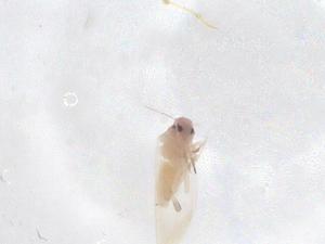  (Apobemisia - CBG-B16488-F10)  @11 [ ] CreativeCommons - Attribution Share - Alike (2025) Centre for Biodiversity Genomics Centre for Biodiversity Genomics