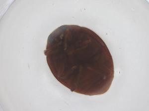  ( - CBG-B16508-C02)  @11 [ ] CreativeCommons - Attribution Share - Alike (2025) Centre for Biodiversity Genomics Centre for Biodiversity Genomics