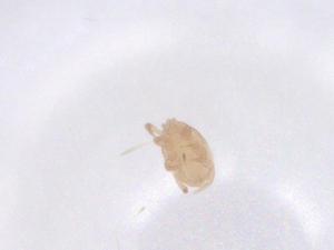  ( - CBG-B16510-D04)  @11 [ ] CreativeCommons - Attribution Share - Alike (2025) Centre for Biodiversity Genomics Centre for Biodiversity Genomics