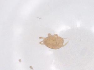  ( - CBG-B16510-D06)  @11 [ ] CreativeCommons - Attribution Share - Alike (2025) Centre for Biodiversity Genomics Centre for Biodiversity Genomics