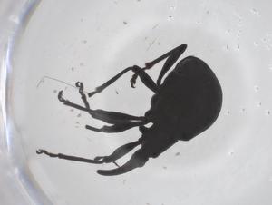  ( - CBG-B16582-E09)  @11 [ ] CreativeCommons - Attribution Share - Alike (2025) Centre for Biodiversity Genomics Centre for Biodiversity Genomics