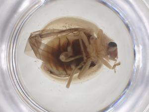  ( - CBG-B16582-H07)  @11 [ ] CreativeCommons - Attribution Share - Alike (2025) Centre for Biodiversity Genomics Centre for Biodiversity Genomics