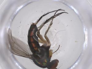  ( - CBG-B16584-C09)  @11 [ ] CreativeCommons - Attribution Share - Alike (2025) Centre for Biodiversity Genomics Centre for Biodiversity Genomics