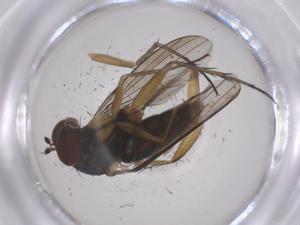  ( - CBG-B16584-D06)  @11 [ ] CreativeCommons - Attribution Share - Alike (2025) Centre for Biodiversity Genomics Centre for Biodiversity Genomics