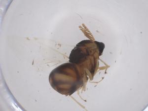  ( - CBG-B16584-E10)  @11 [ ] CreativeCommons - Attribution Share - Alike (2025) Centre for Biodiversity Genomics Centre for Biodiversity Genomics