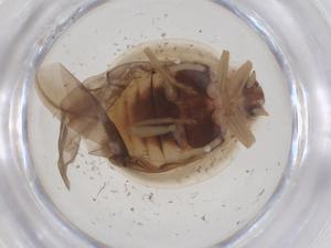  ( - CBG-B16585-D10)  @11 [ ] CreativeCommons - Attribution Share - Alike (2025) Centre for Biodiversity Genomics Centre for Biodiversity Genomics