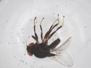  ( - CBG-B16585-F08)  @11 [ ] CreativeCommons - Attribution Share - Alike (2025) Centre for Biodiversity Genomics Centre for Biodiversity Genomics