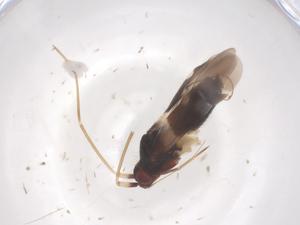  ( - CBG-B16586-D04)  @11 [ ] CreativeCommons - Attribution Share - Alike (2025) Centre for Biodiversity Genomics Centre for Biodiversity Genomics