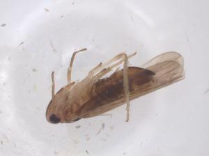  ( - CBG-B16588-D11)  @11 [ ] CreativeCommons - Attribution Share - Alike (2025) Centre for Biodiversity Genomics Centre for Biodiversity Genomics