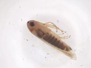  ( - CBG-B16589-B09)  @11 [ ] CreativeCommons - Attribution Share - Alike (2025) Centre for Biodiversity Genomics Centre for Biodiversity Genomics