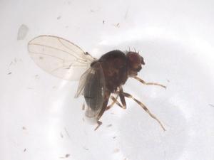  ( - CBG-B16589-D04)  @11 [ ] CreativeCommons - Attribution Share - Alike (2025) Centre for Biodiversity Genomics Centre for Biodiversity Genomics