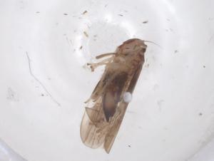  ( - CBG-B16591-A03)  @11 [ ] CreativeCommons - Attribution Share - Alike (2025) Centre for Biodiversity Genomics Centre for Biodiversity Genomics