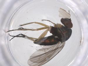  ( - CBG-B16675-H09)  @11 [ ] CreativeCommons - Attribution Share - Alike (2025) Centre for Biodiversity Genomics Centre for Biodiversity Genomics