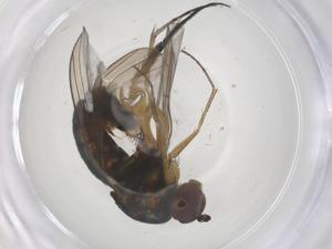  ( - CBG-B17528-A03)  @11 [ ] CreativeCommons - Attribution Share - Alike (2025) Centre for Biodiversity Genomics Centre for Biodiversity Genomics