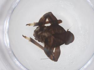  (Klapperibrachys - CBG-B17528-E10)  @11 [ ] CreativeCommons - Attribution Share - Alike (2025) Centre for Biodiversity Genomics Centre for Biodiversity Genomics