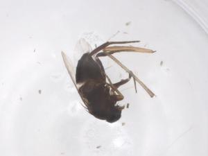  ( - CBG-B17562-A01)  @11 [ ] CreativeCommons - Attribution Share - Alike (2025) Centre for Biodiversity Genomics Centre for Biodiversity Genomics