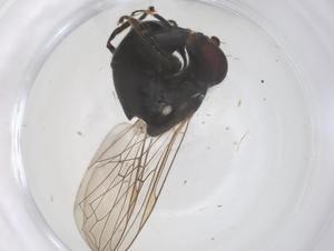  ( - CBG-B17629-A04)  @11 [ ] CreativeCommons - Attribution Share - Alike (2025) Centre for Biodiversity Genomics Centre for Biodiversity Genomics