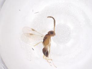  ( - CBG-B17630-F06)  @11 [ ] CreativeCommons - Attribution Share - Alike (2025) Centre for Biodiversity Genomics Centre for Biodiversity Genomics