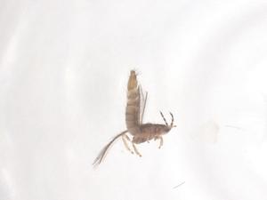  ( - CBG-B17635-H07)  @11 [ ] CreativeCommons - Attribution Share - Alike (2025) Centre for Biodiversity Genomics Centre for Biodiversity Genomics