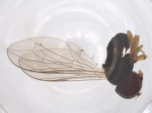  ( - CBG-B17646-H01)  @11 [ ] CreativeCommons - Attribution Share - Alike (2025) Centre for Biodiversity Genomics Centre for Biodiversity Genomics