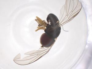  ( - CBG-B18302-F12)  @11 [ ] CreativeCommons - Attribution Share - Alike (2025) Centre for Biodiversity Genomics Centre for Biodiversity Genomics