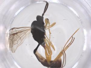  ( - CBG-B18303-B08)  @11 [ ] CreativeCommons - Attribution Share - Alike (2025) Centre for Biodiversity Genomics Centre for Biodiversity Genomics