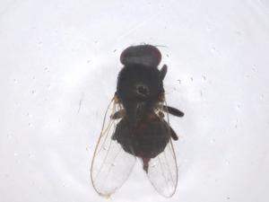  ( - CBG-B23981-C01)  @11 [ ] CreativeCommons - Attribution Share - Alike (2025) Centre for Biodiversity Genomics Centre for Biodiversity Genomics