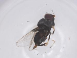  ( - CBG-B23981-C02)  @11 [ ] CreativeCommons - Attribution Share - Alike (2025) Centre for Biodiversity Genomics Centre for Biodiversity Genomics