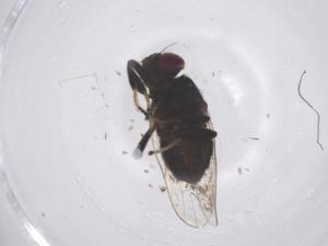  ( - CBG-B23981-G04)  @11 [ ] CreativeCommons - Attribution Share - Alike (2025) Centre for Biodiversity Genomics Centre for Biodiversity Genomics