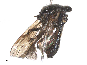  ( - CBG-B24050-H07)  @11 [ ] CreativeCommons - Attribution Share - Alike (2025) CBG Photography Group Centre for Biodiversity Genomics