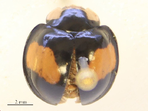  ( - CBG-B24052-B04)  @11 [ ] CreativeCommons - Attribution Share - Alike (2025) CBG Photography Group Centre for Biodiversity Genomics