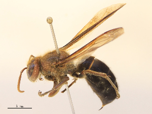  ( - CBG-B24052-B10)  @11 [ ] CreativeCommons - Attribution Share - Alike (2025) CBG Photography Group Centre for Biodiversity Genomics