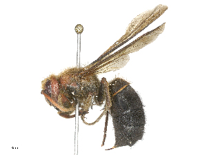  ( - CBG-B24052-B11)  @11 [ ] CreativeCommons - Attribution Share - Alike (2025) CBG Photography Group Centre for Biodiversity Genomics