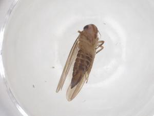  (Seriana - CBG-B24064-G10)  @11 [ ] CreativeCommons - Attribution Share - Alike (2025) Centre for Biodiversity Genomics Centre for Biodiversity Genomics