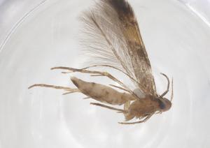  ( - CBG-B24066-H02)  @11 [ ] CreativeCommons - Attribution Share - Alike (2025) Centre for Biodiversity Genomics Centre for Biodiversity Genomics